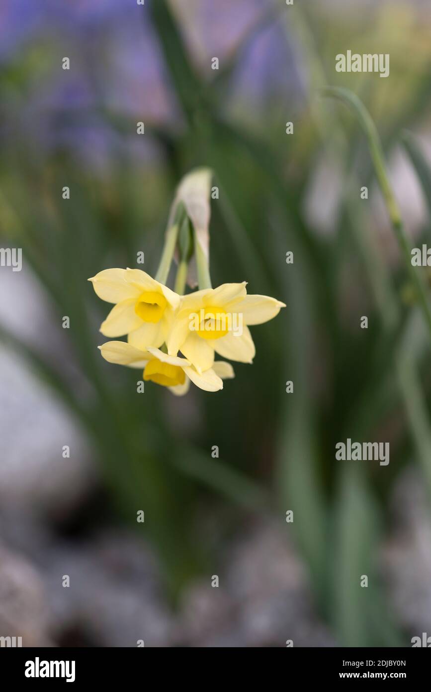 Narcissus 'Minnow' Stock Photo