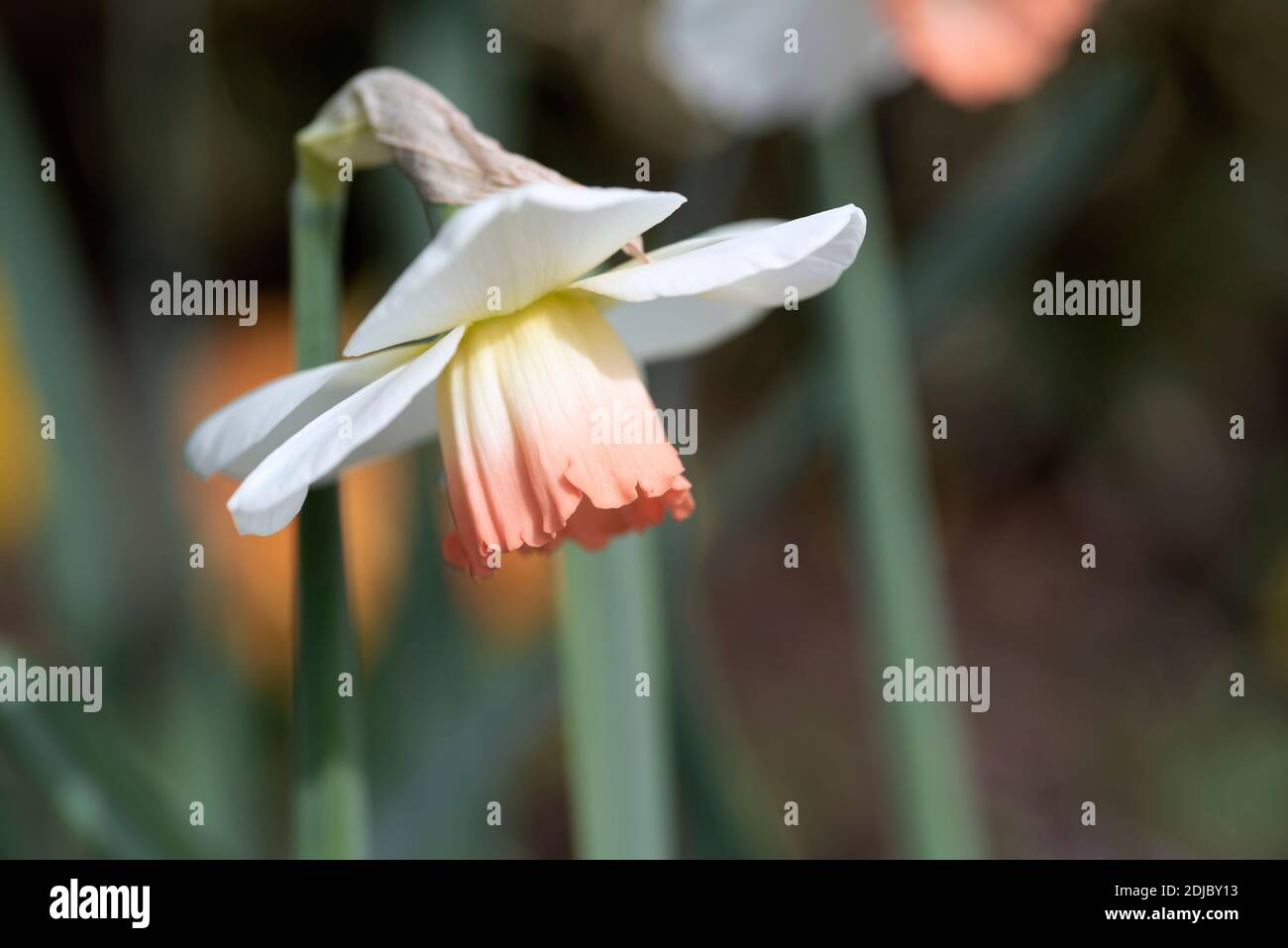 Narcissus 'Rainbow' Stock Photo