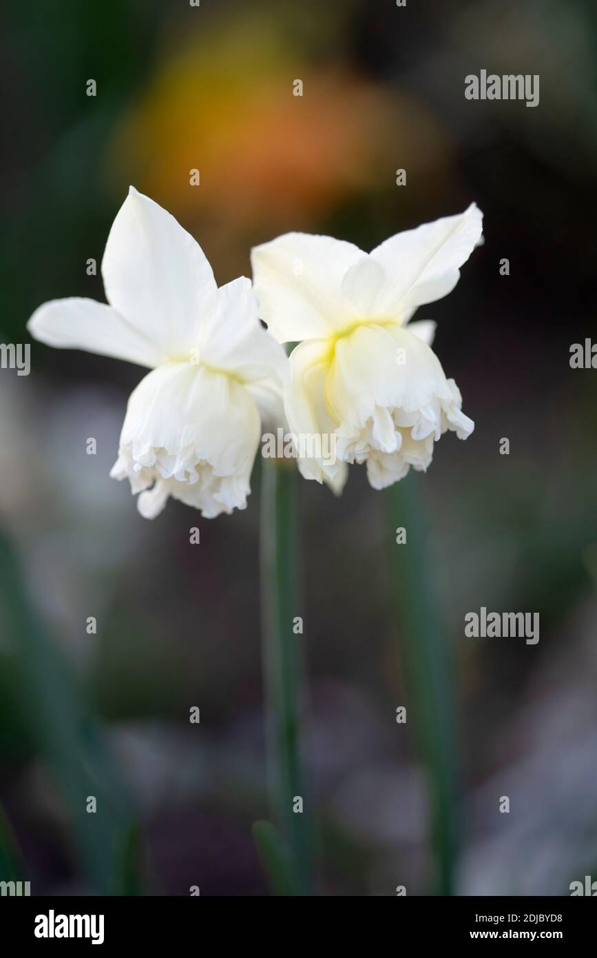 Narcissus 'White Marvel' Stock Photo