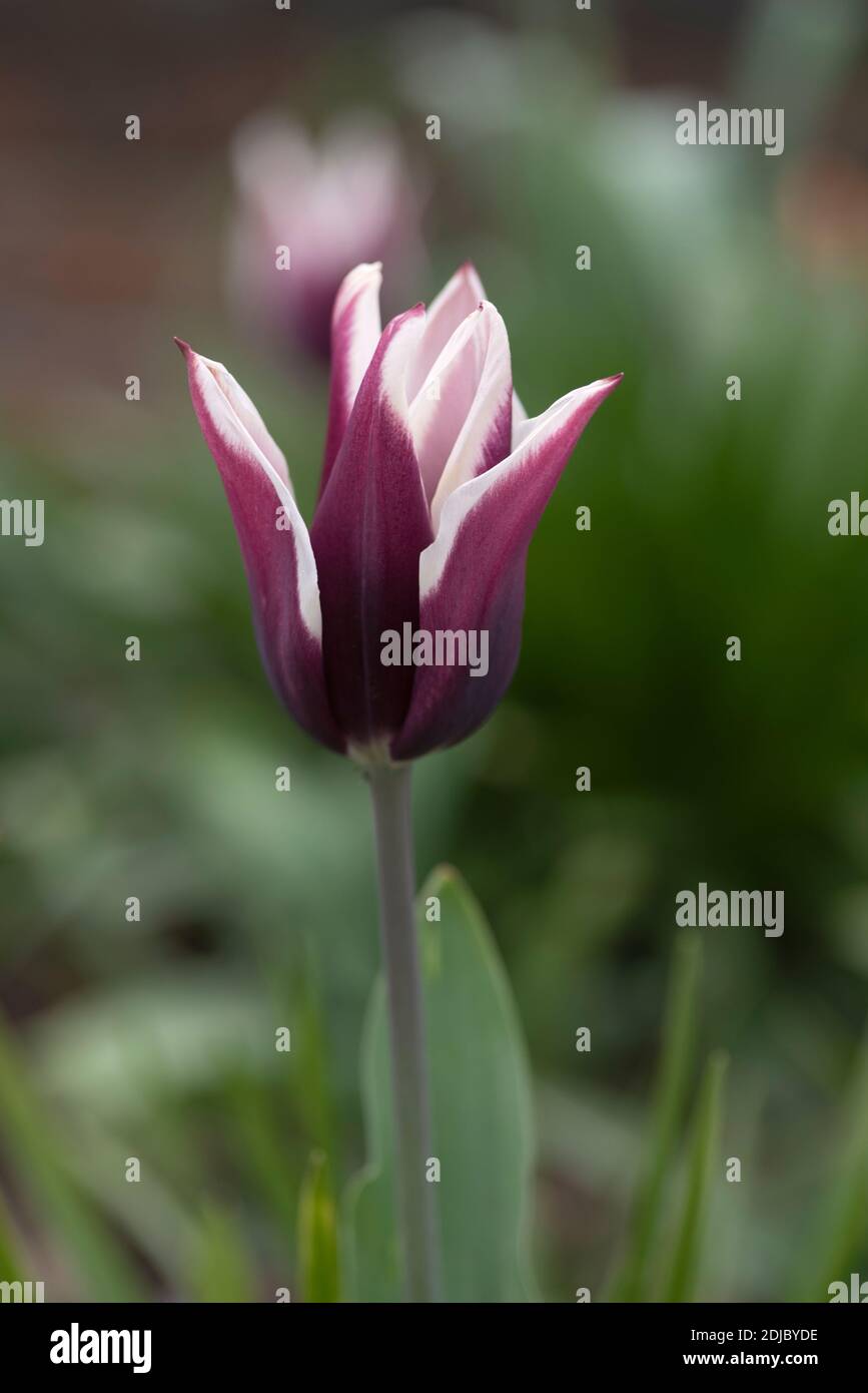 Tulipa 'Arabian Mystery' Stock Photo