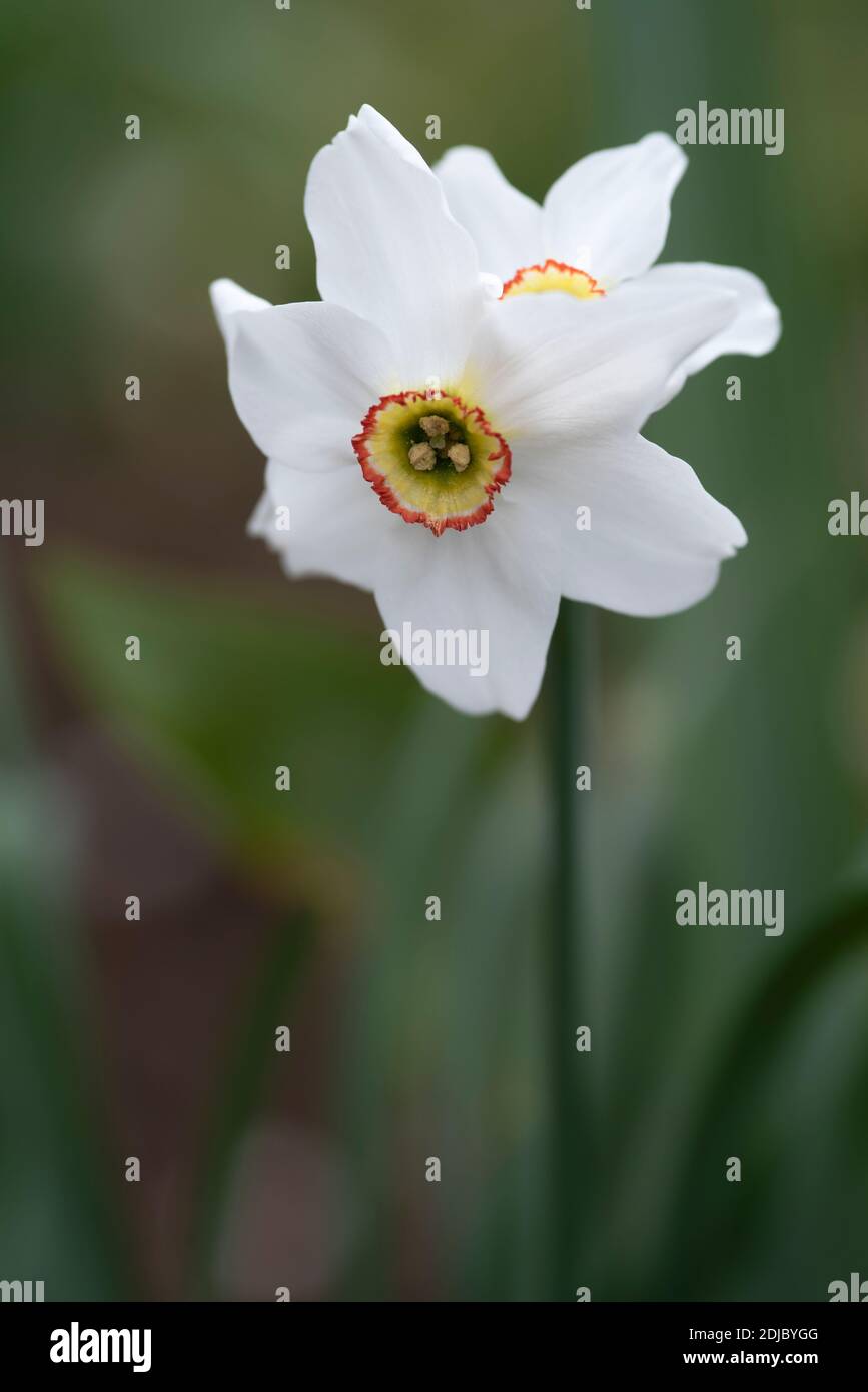 Narcissus poeticus var 'recurvus' Stock Photo