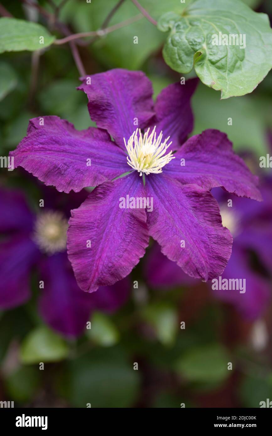 Clematis Warszawska Nike Stock Photo