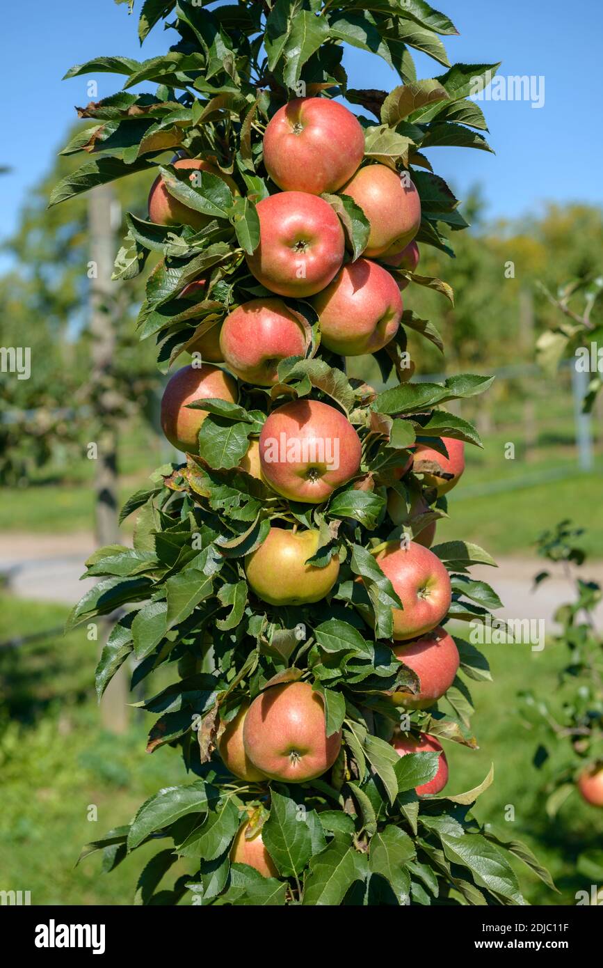 Säulen-Apfel (Malus domestica 'Jucunda') Stock Photo