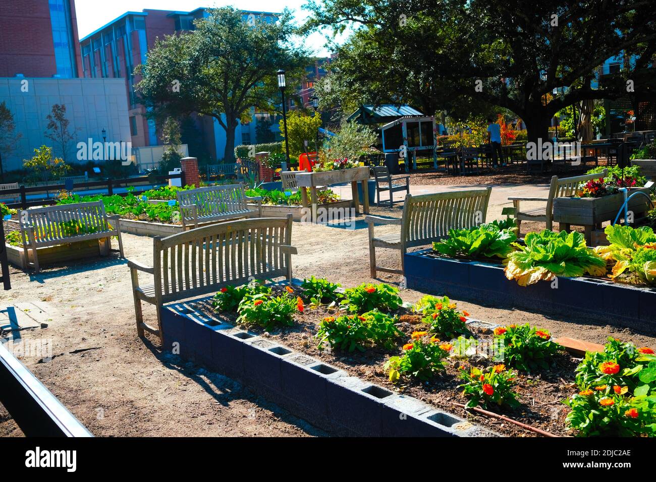 Urban Gardens plantings for cabbages, kale, mint, flowers, with excellent weather coverage and care by volunteers. Stock Photo