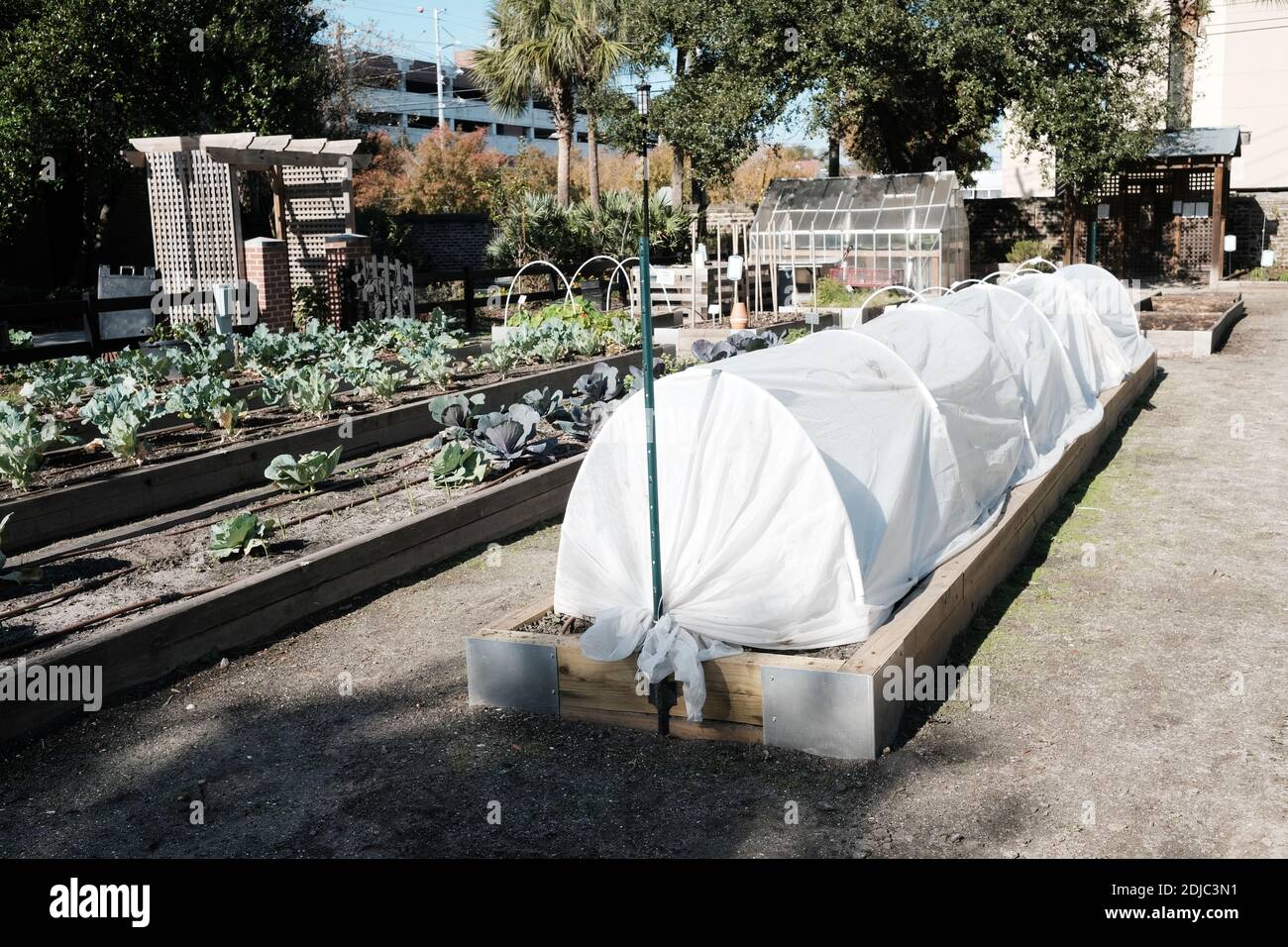 Urban Gardens plantings for cabbages, kale, mint, flowers, with excellent weather coverage and care by volunteers. Stock Photo