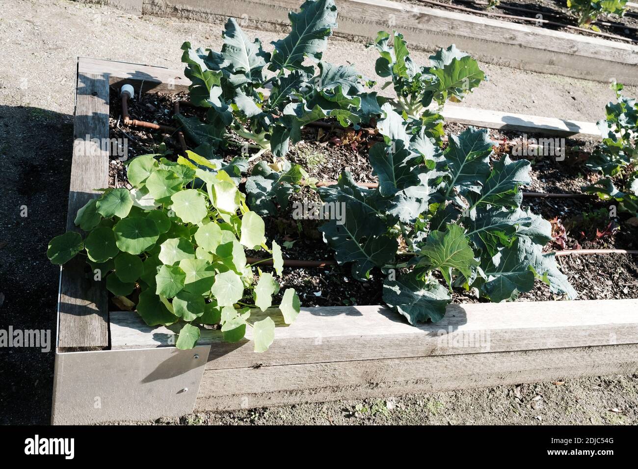 Urban Gardens plantings for cabbages, kale, mint, flowers, with excellent weather coverage and care by volunteers. Stock Photo