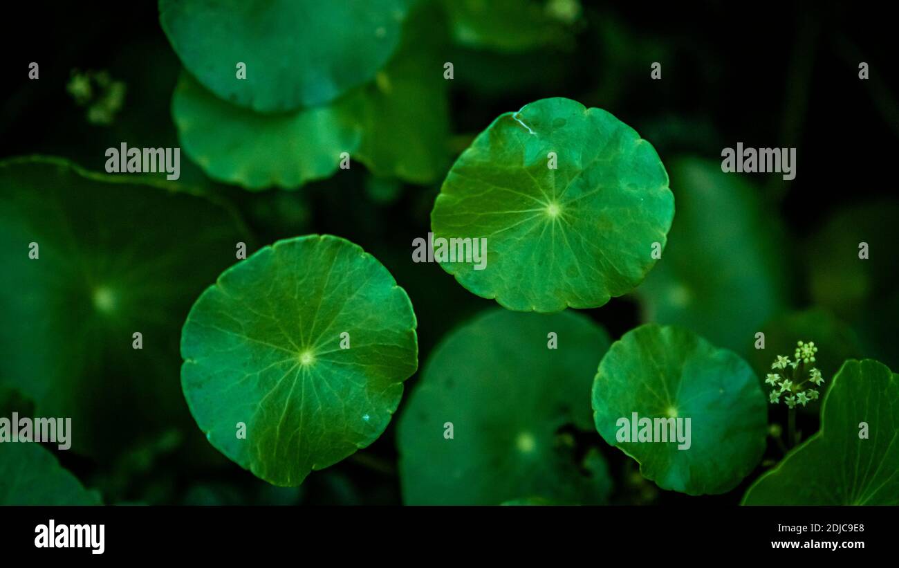 Close up green Gotu kola leaves. Asiatic pennywort. Indian pennywort. nature background Stock Photo