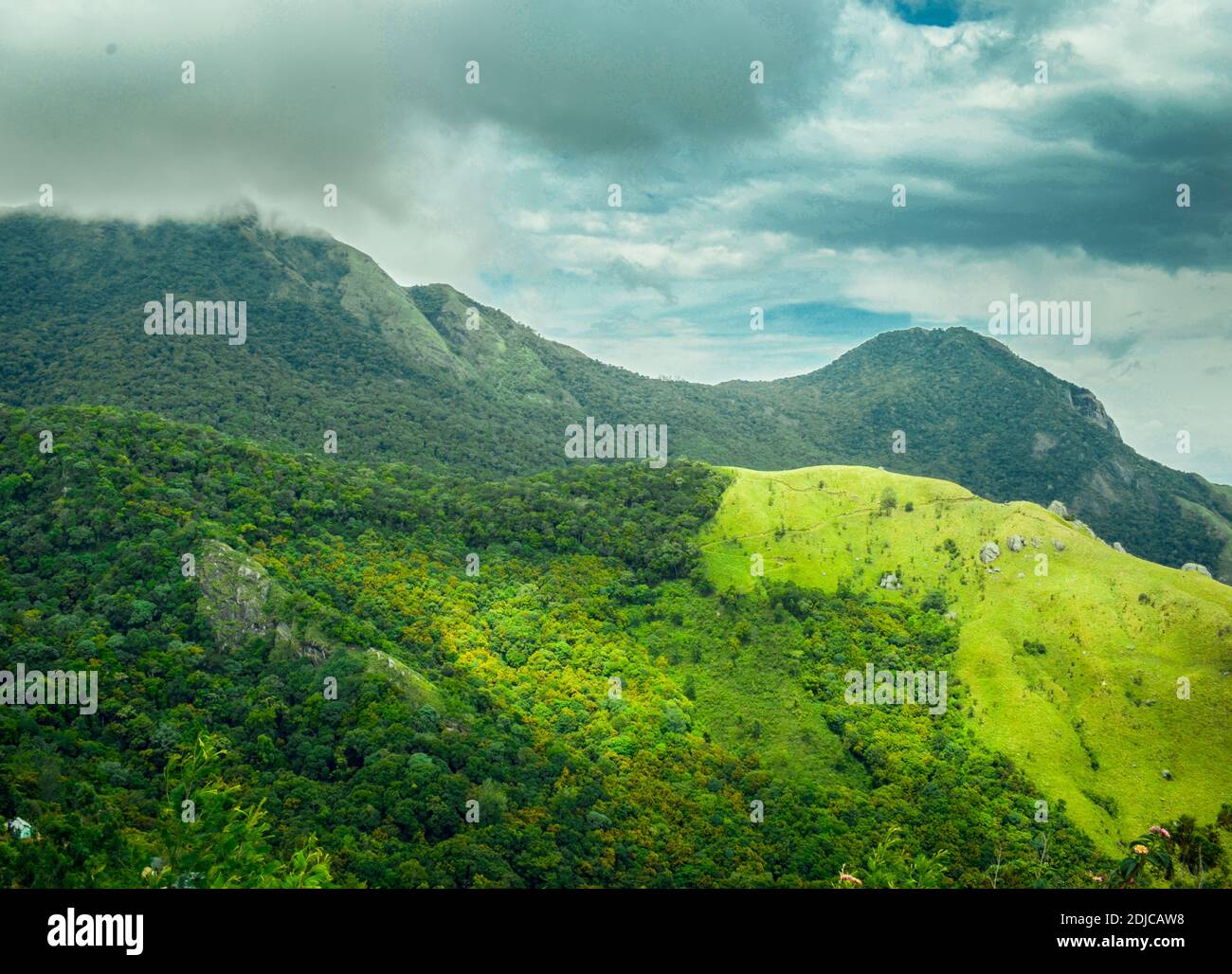 Lush Green Tea Gardens and hills of Munnar a very renowned hill