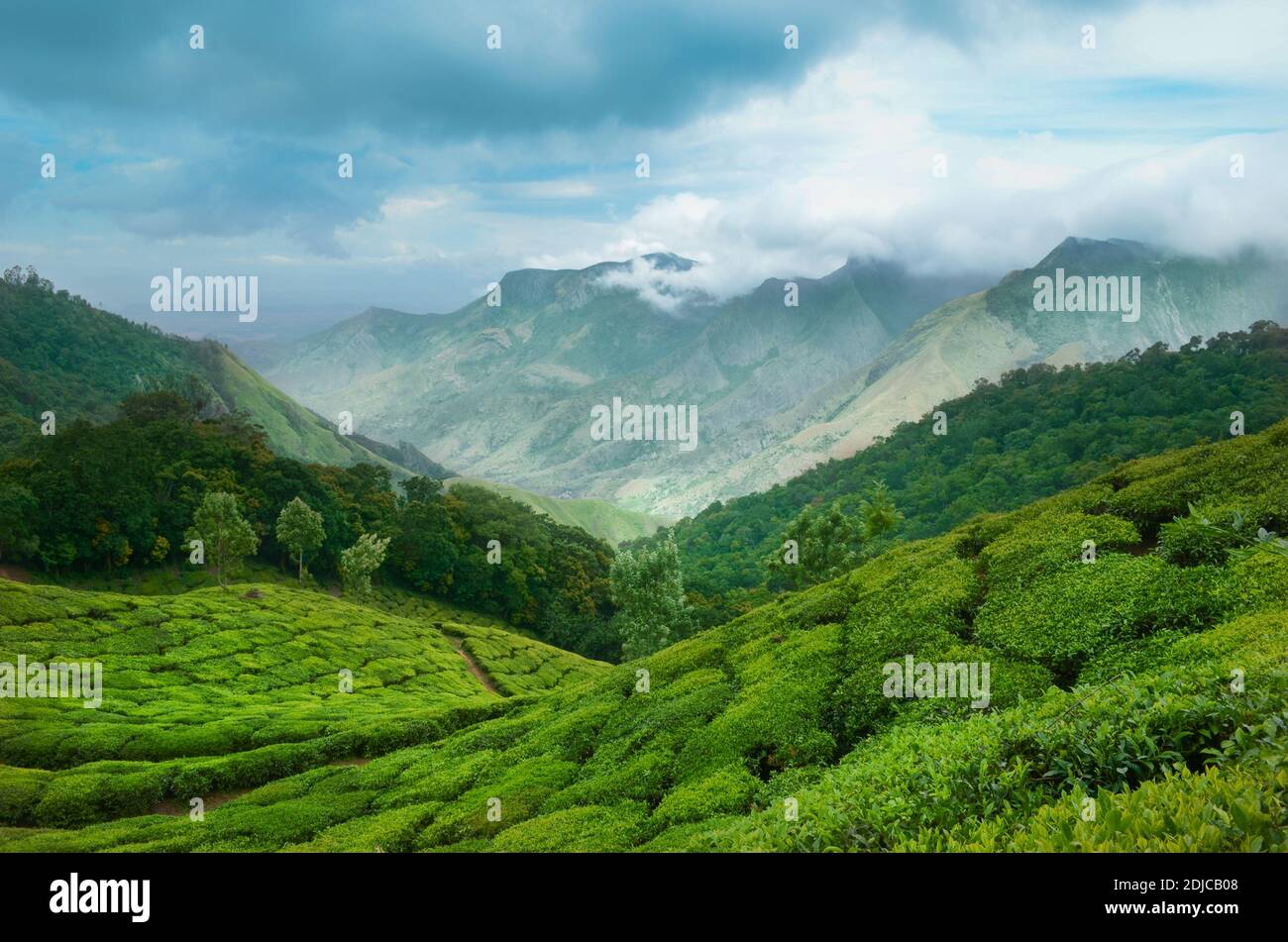 Lush Green Tea Gardens and hills of Munnar a very renowned hill