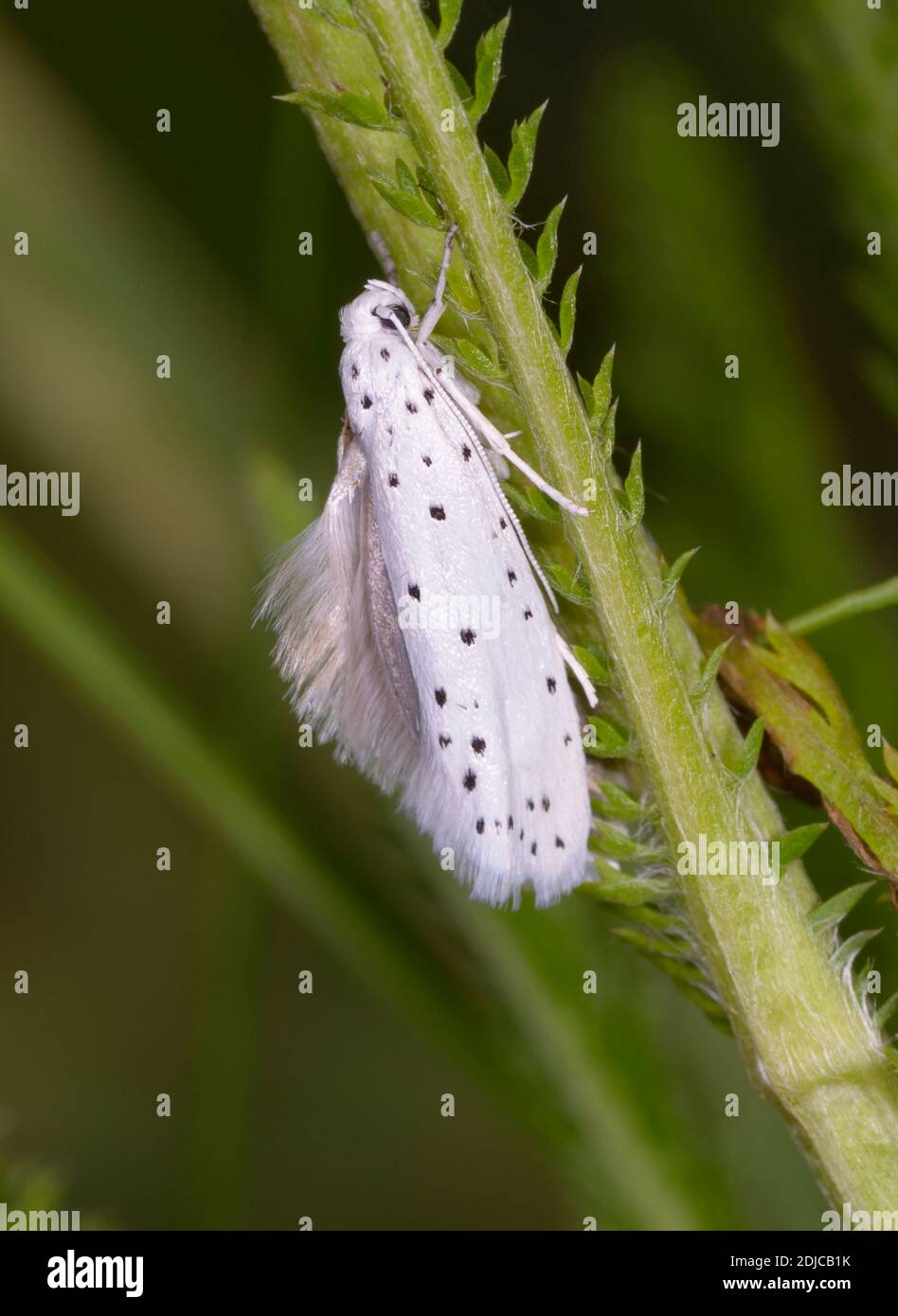 White black-spotted owlet moth sitting on a plant stem Stock Photo