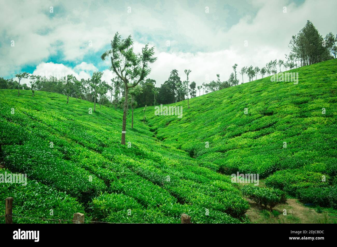 Lush Green Tea Gardens and hills of Munnar a very renowned hill