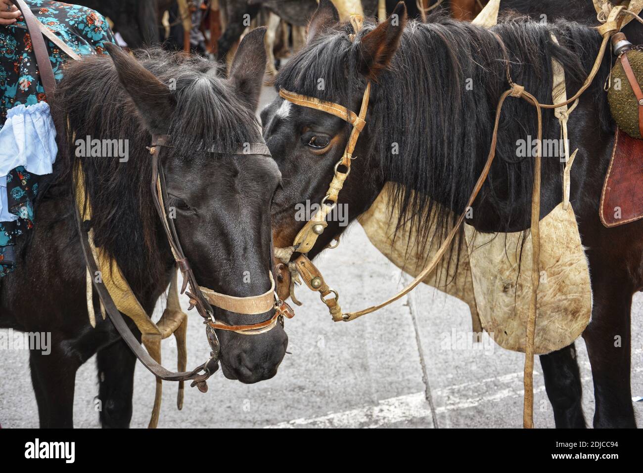 oat bolsa horse