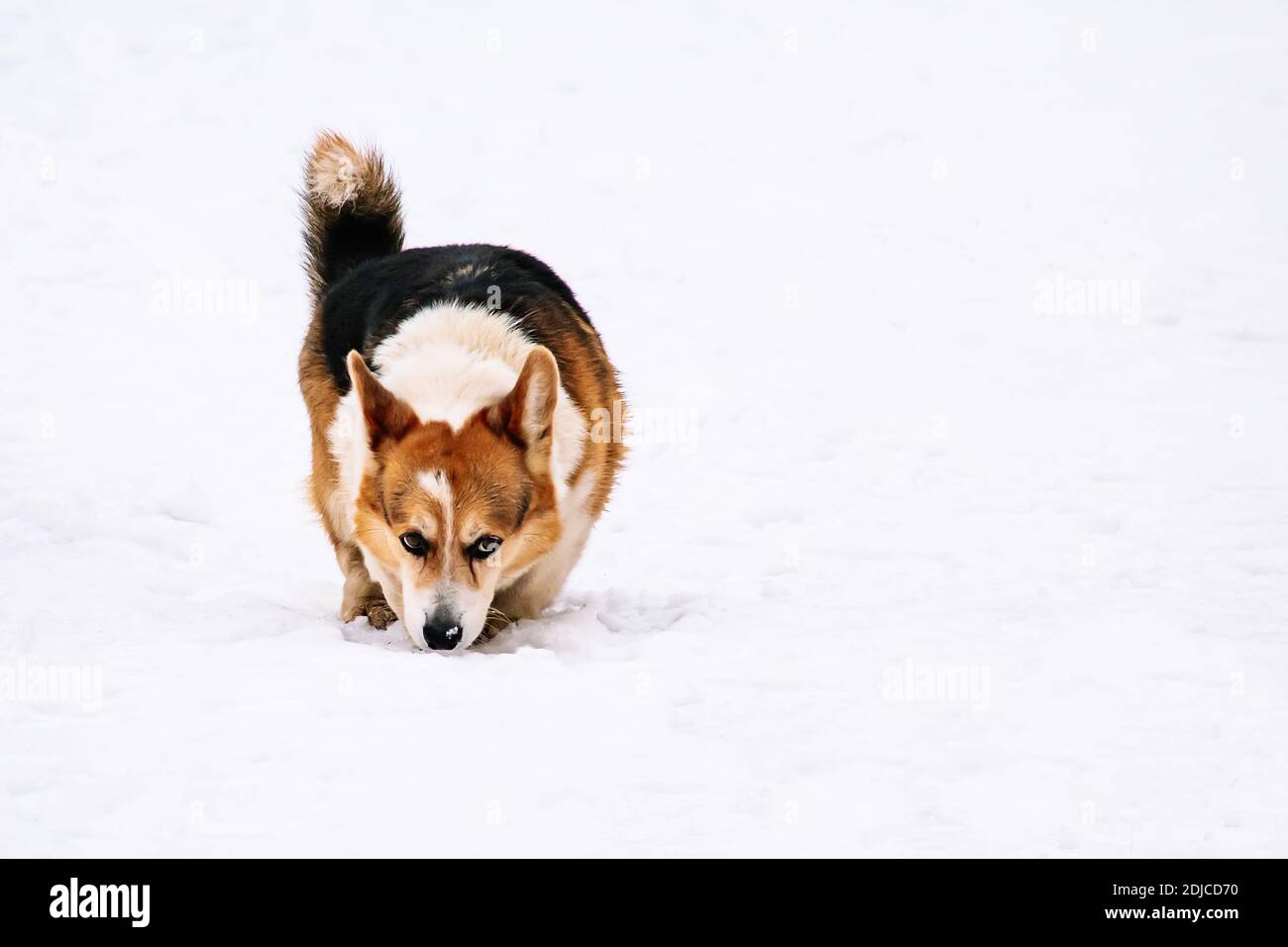 Cute domestic red dog corgi walks in the snow. Stock Photo