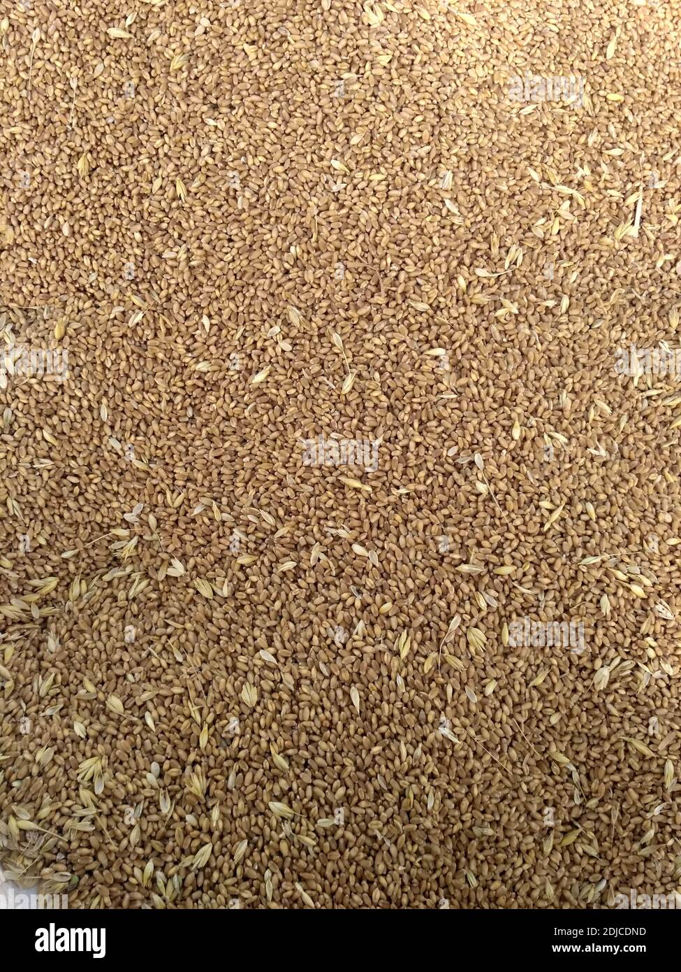 seed of wheat, Wheat grain as background texture Stock Photo