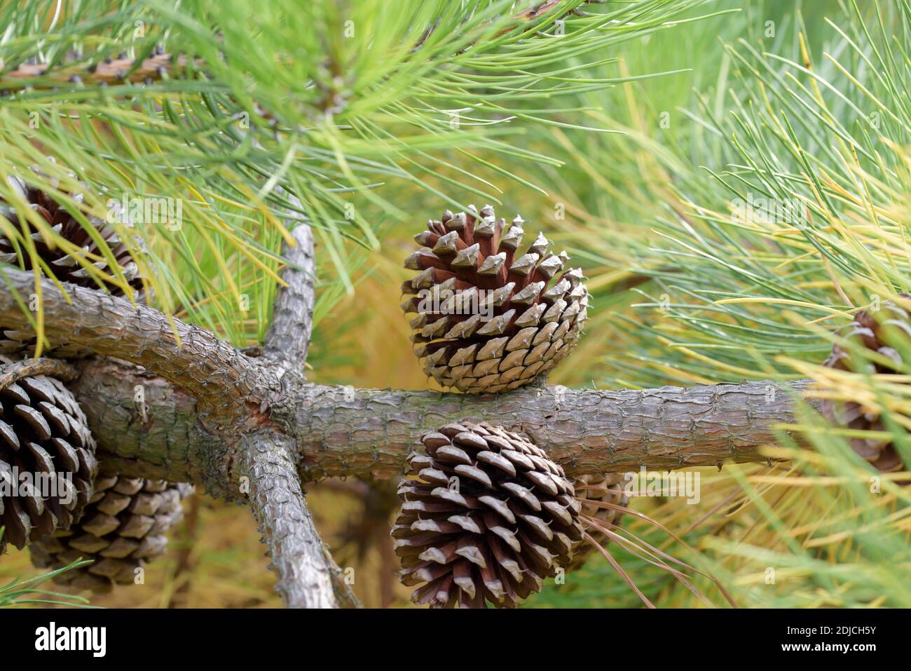 Weihrauch-Kiefer (Pinus taeda var. rigida) Stock Photo