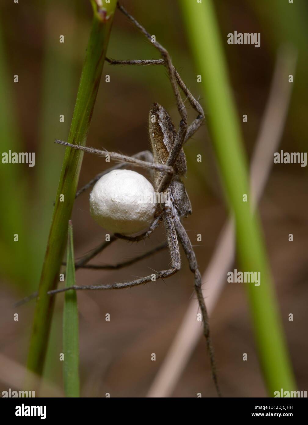 Nursery web spider guarding its cocoon, holding it in paws Stock Photo