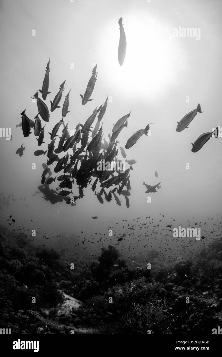 Marine animals underwater Black and White Stock Photos & Images - Alamy