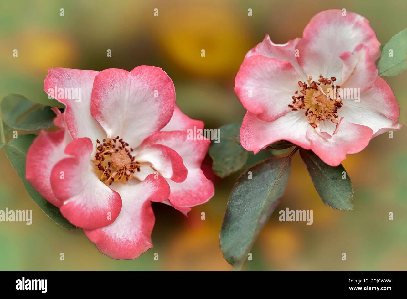 Rose betty boop hi-res stock photography and images - Alamy