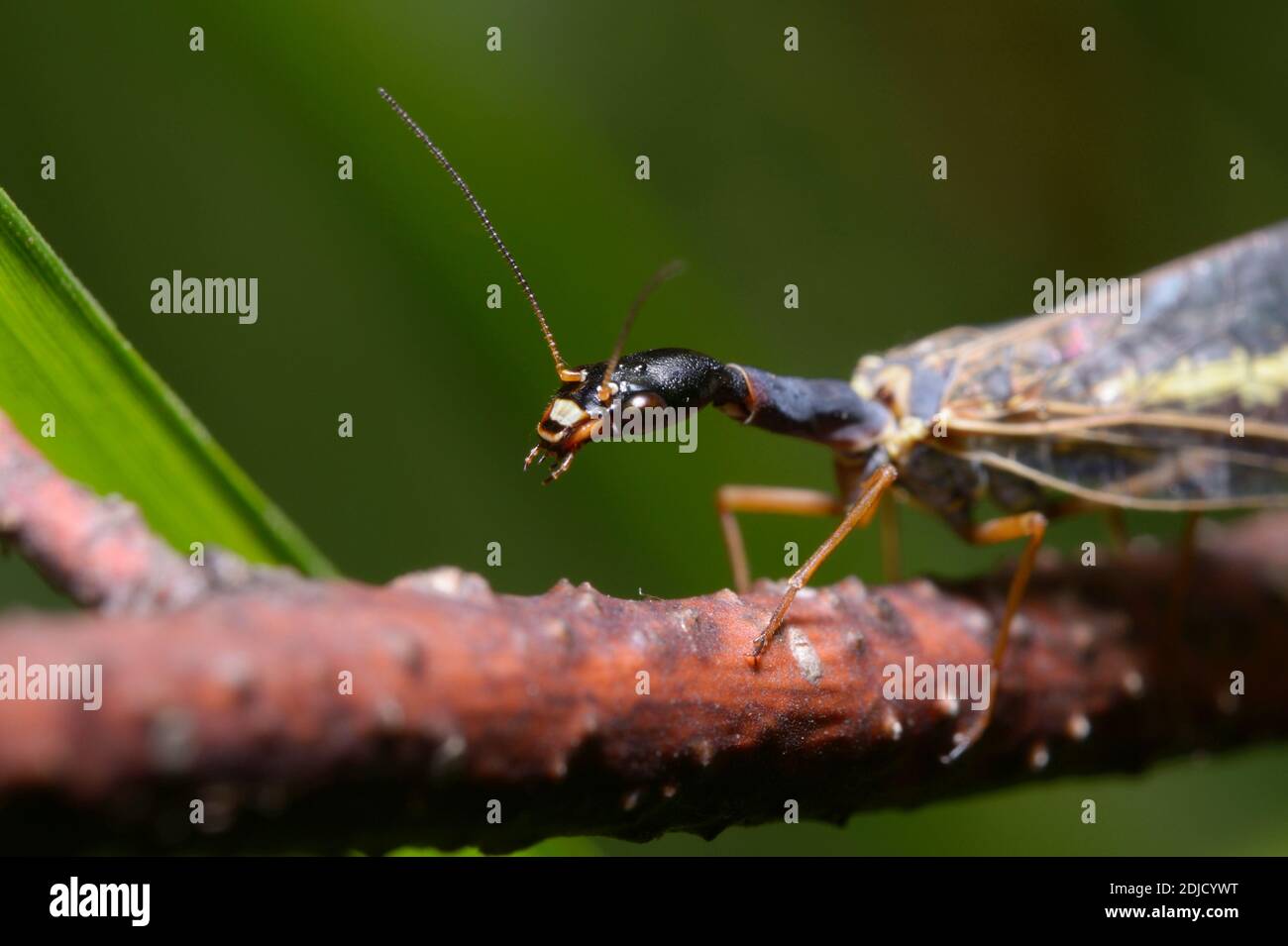 Head of the snakefly Raphidioptera sitting on the forest tree branch Stock Photo