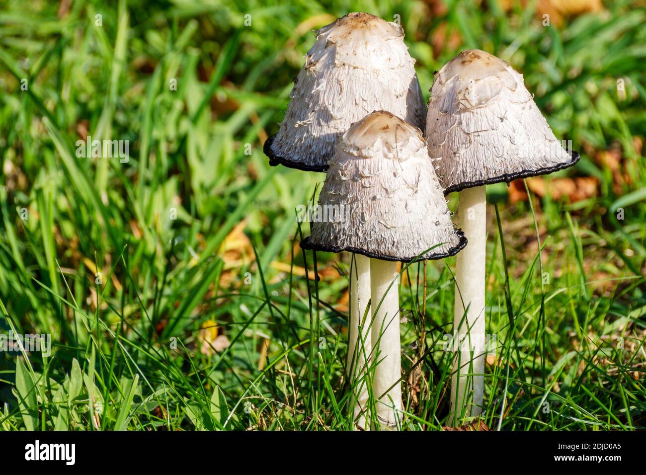 White mushrooms in a meadow - Coprinus comatus Stock Photo
