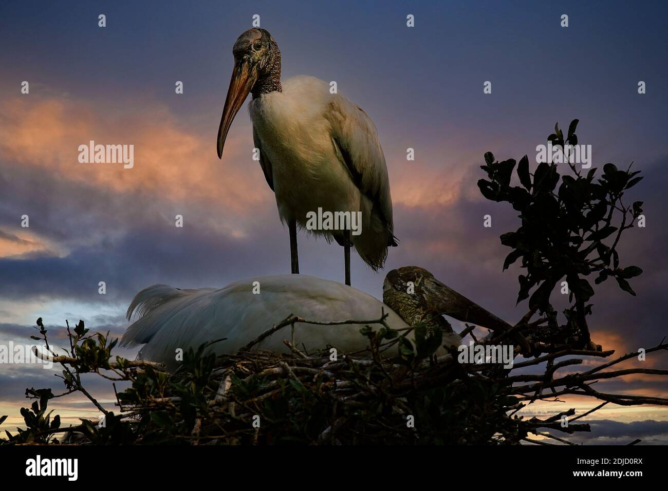 Wood Stork high in his nest, watching over his mate nesting on chick eggs. Stock Photo