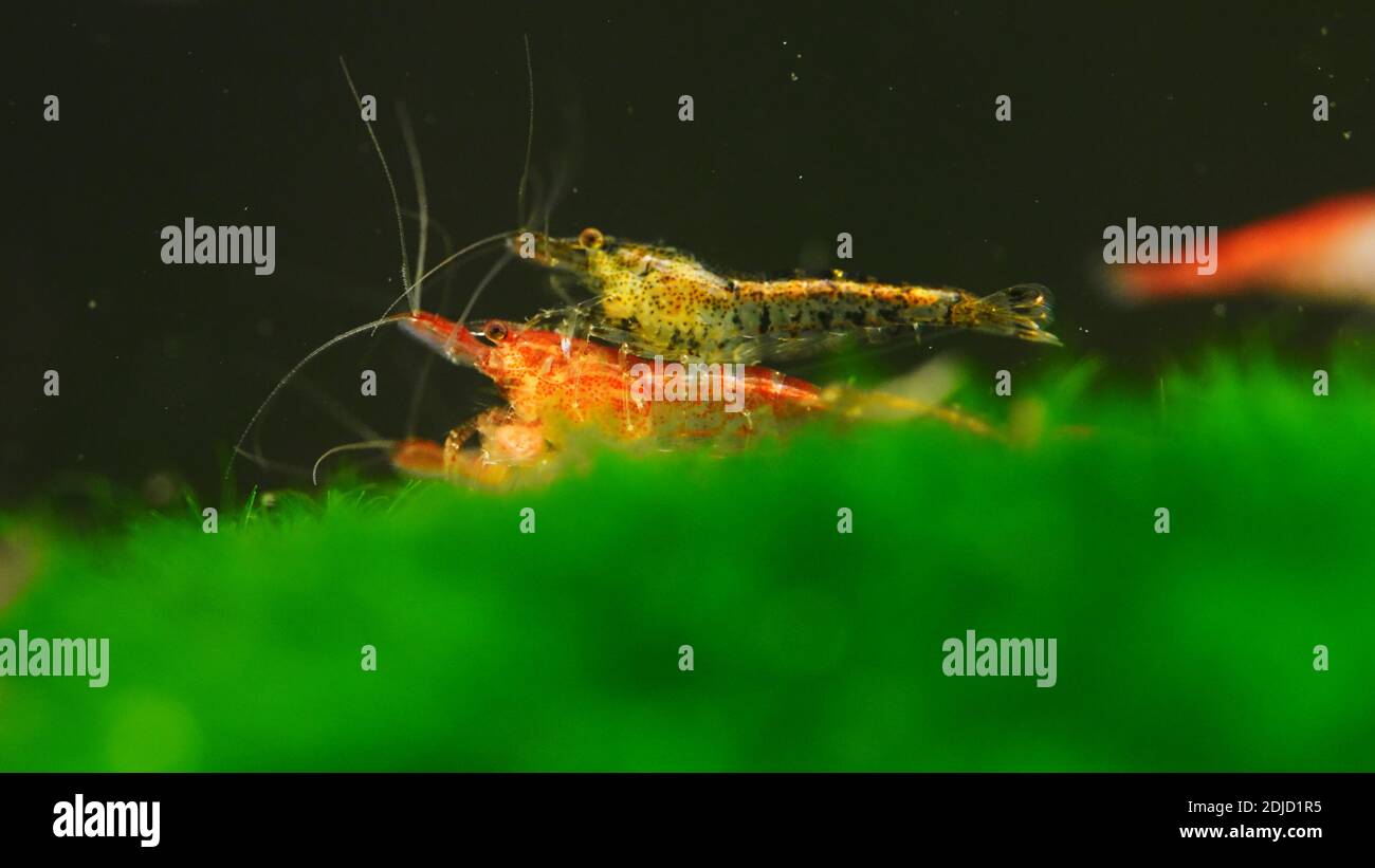 Shrimp in freshwater aquarium. Neocaridina davidi or Rili shrimp. Stock Photo