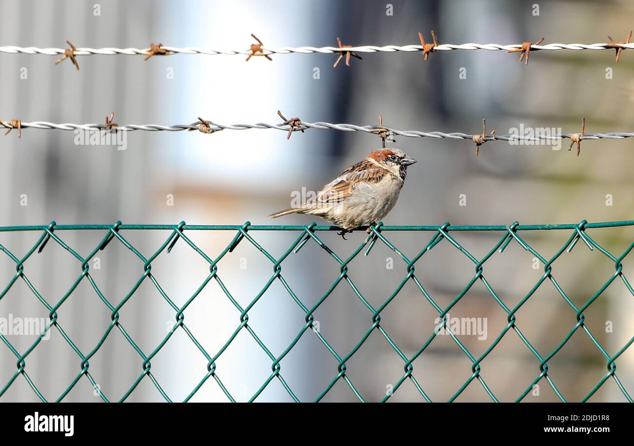 Wire fence, dangerous, confident bird Stock Photo
