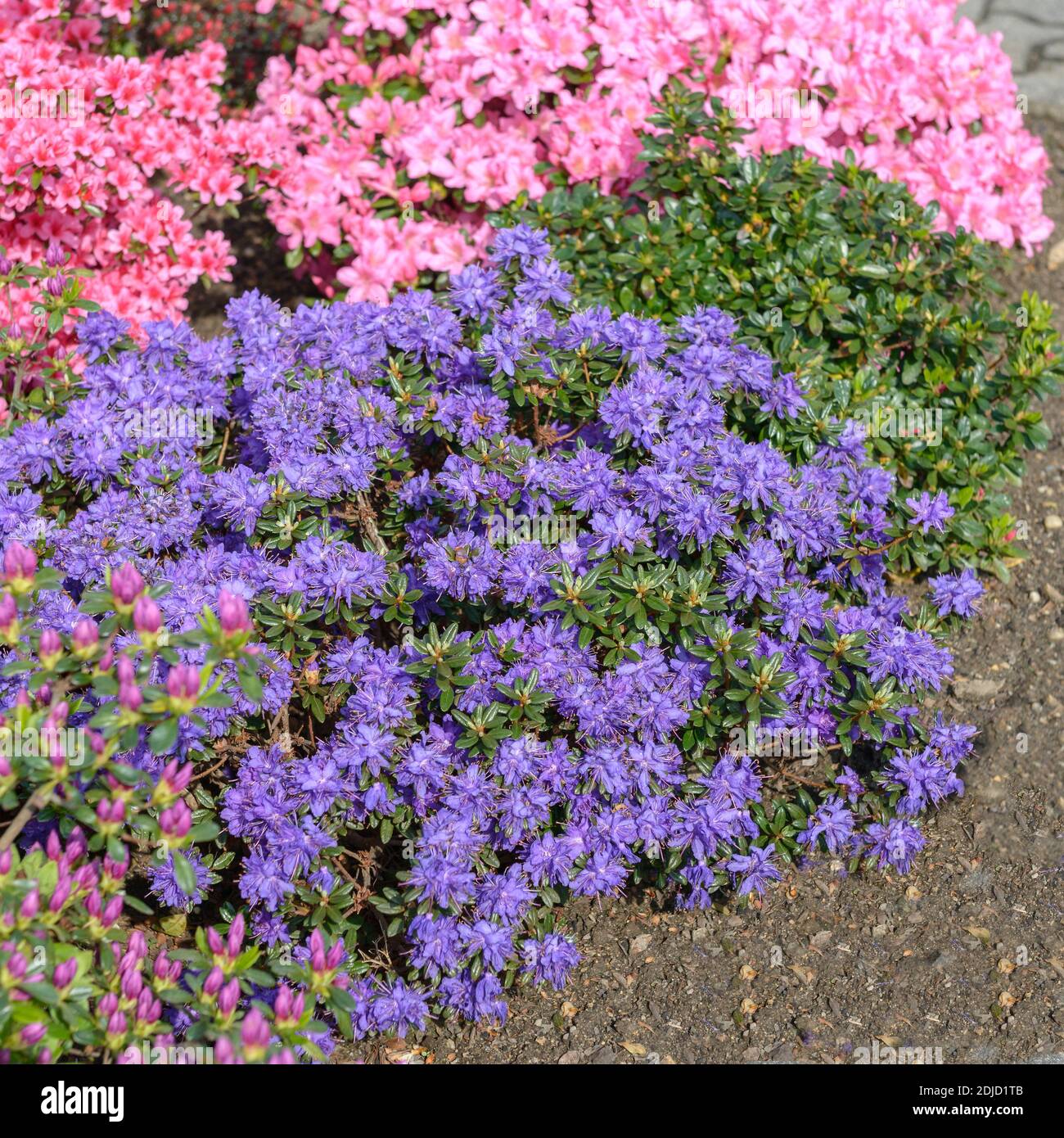 Alaska-Rhododendron (Rhododendron 'Azurika') Stock Photo