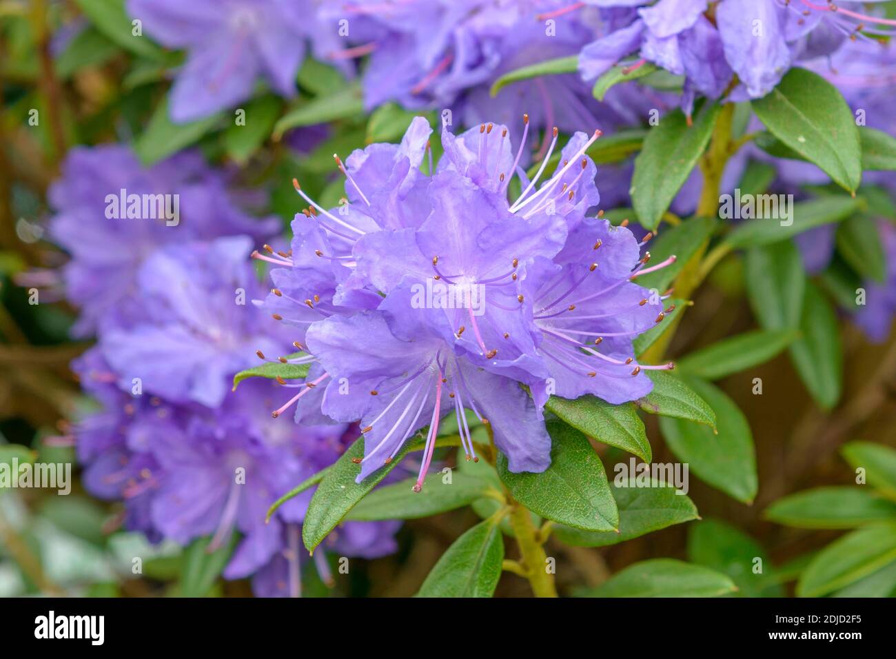 Alaska-Rhododendron (Rhododendron 'Gletschernacht') Stock Photo