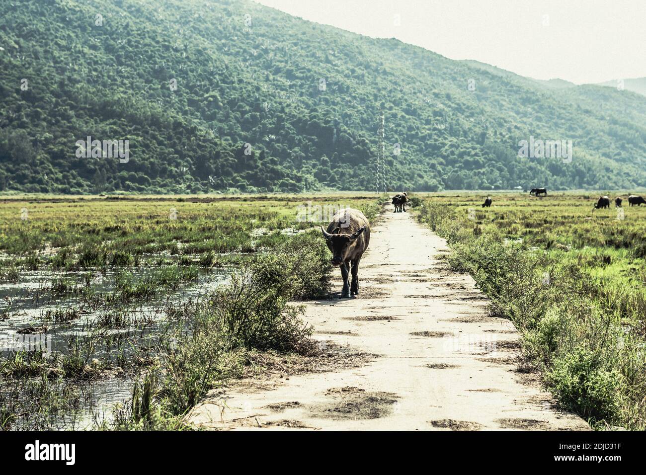 Landscape scenery, beauty of nature animals, time change future concept, late summer early autumn morning. Water Buffalo Standing road field meadow Stock Photo - Alamy Landscape scenery, beauty of nature animals, time change future concept, late summer early autumn morning. Water Buffalo Standing road field meadow Stock Photo - Alamy