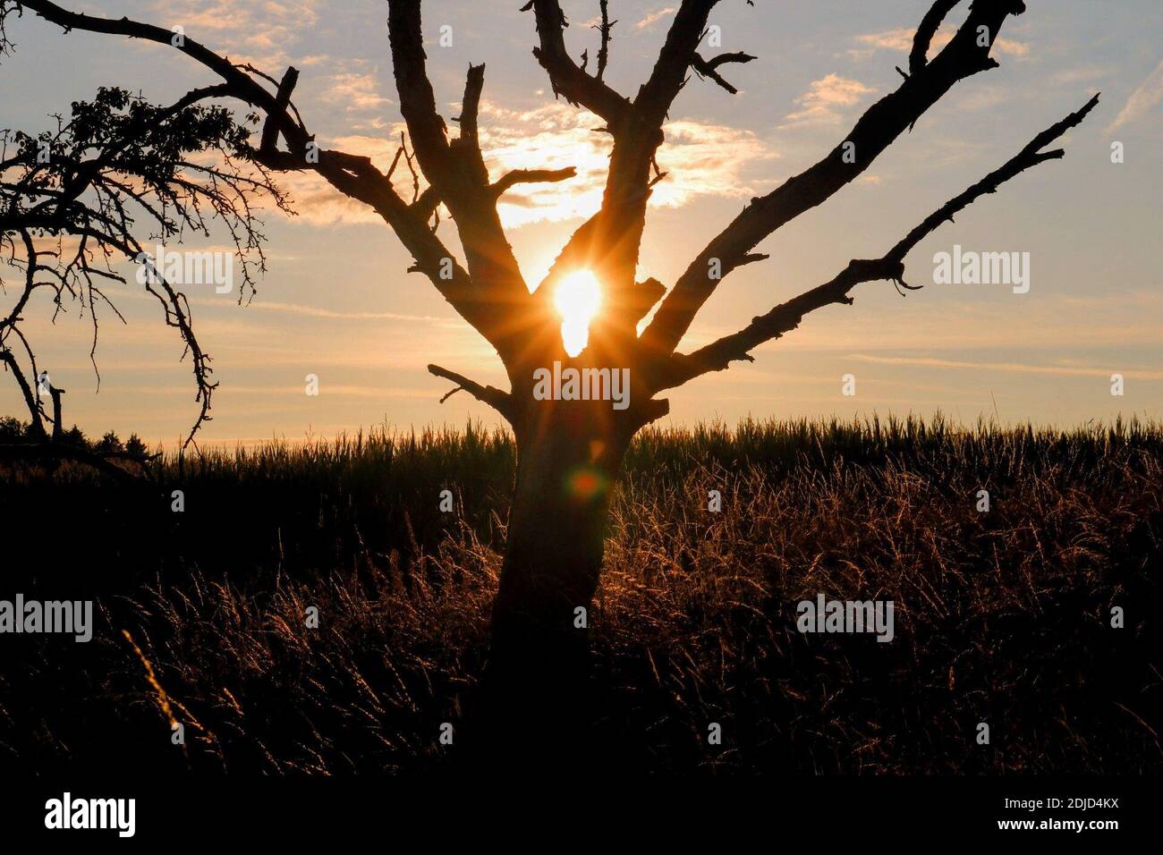 Silhouette Bare Tree On Field Against Sky Stock Photo