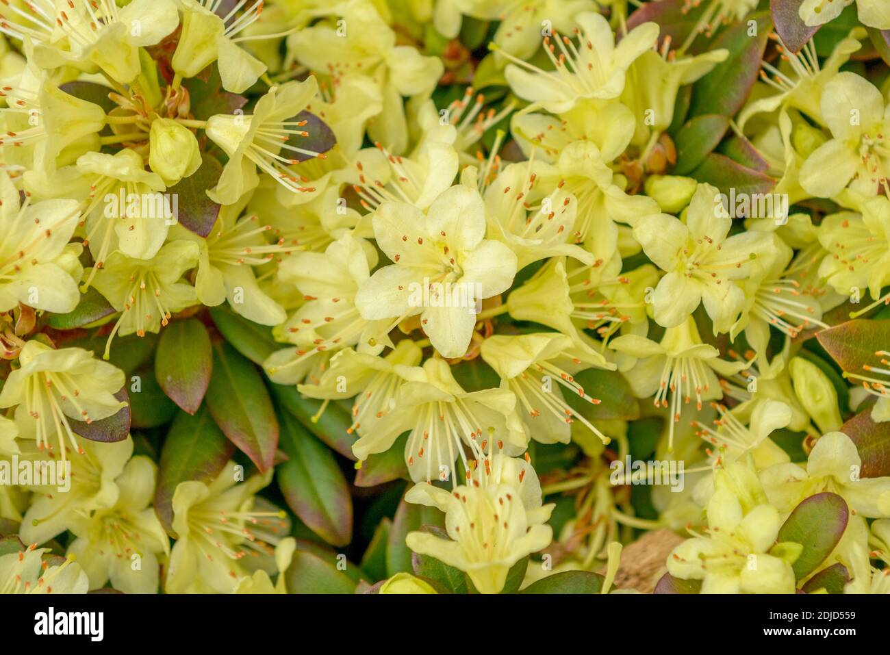 Keisukes Rhododendron (Rhododendron 'Princess Anne') Stock Photo