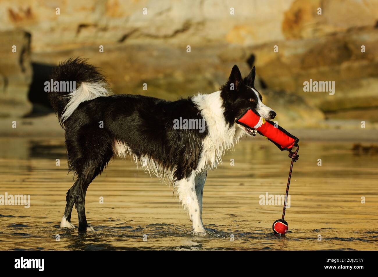 Dog With Red Toy Standing On Sea Shore At Beach Stock Photo