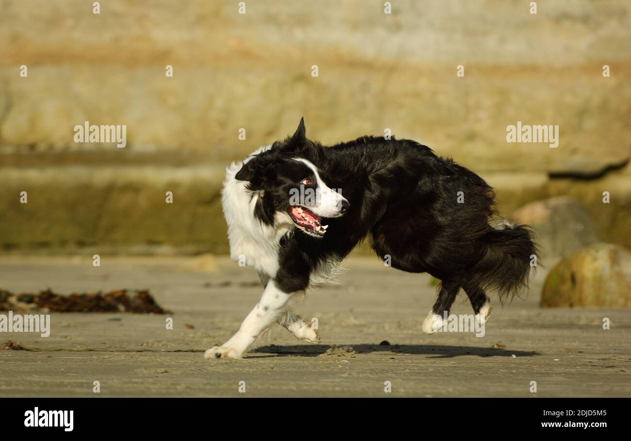 Full Length Of Dog Running At Beach Stock Photo