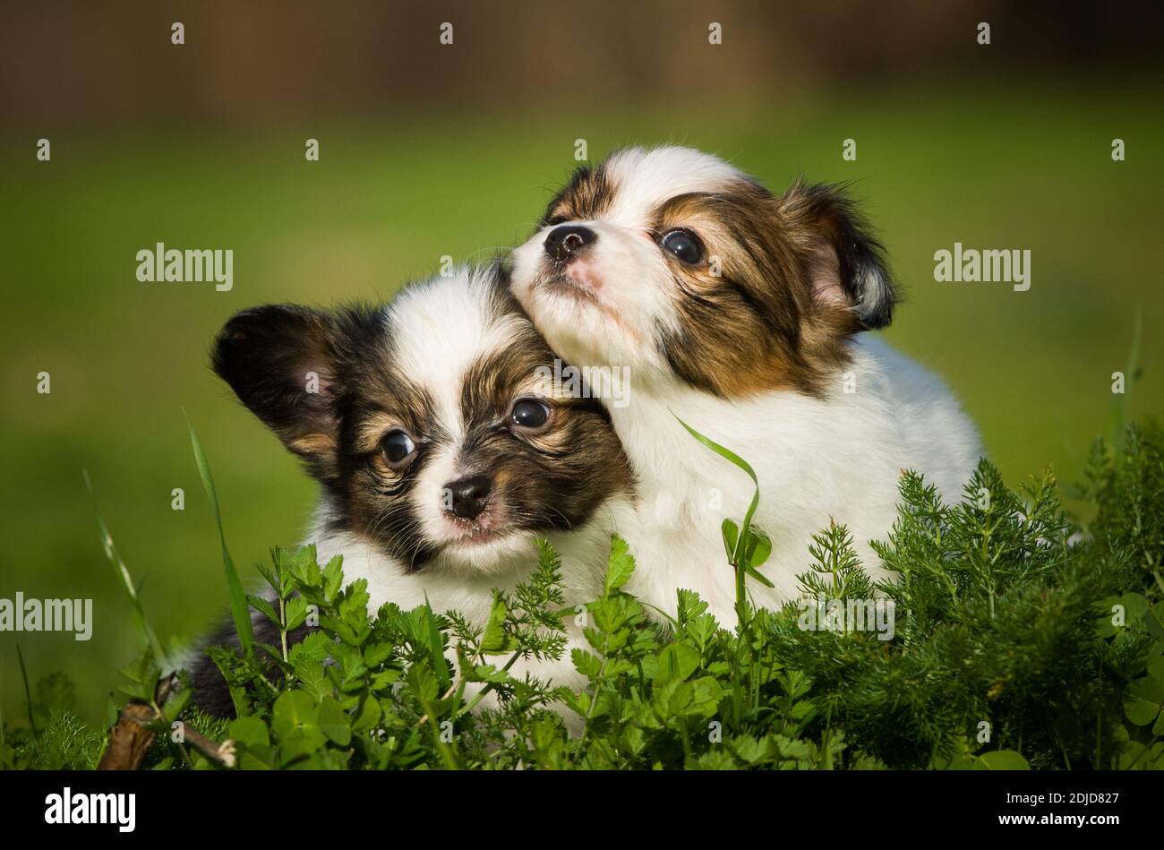 Close-up Of Cute Puppies On Field Stock Photo