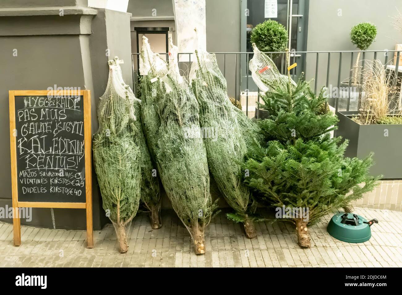 Group of various types of real evergreen Christmas trees on display for sale in a open air shop Stock Photo