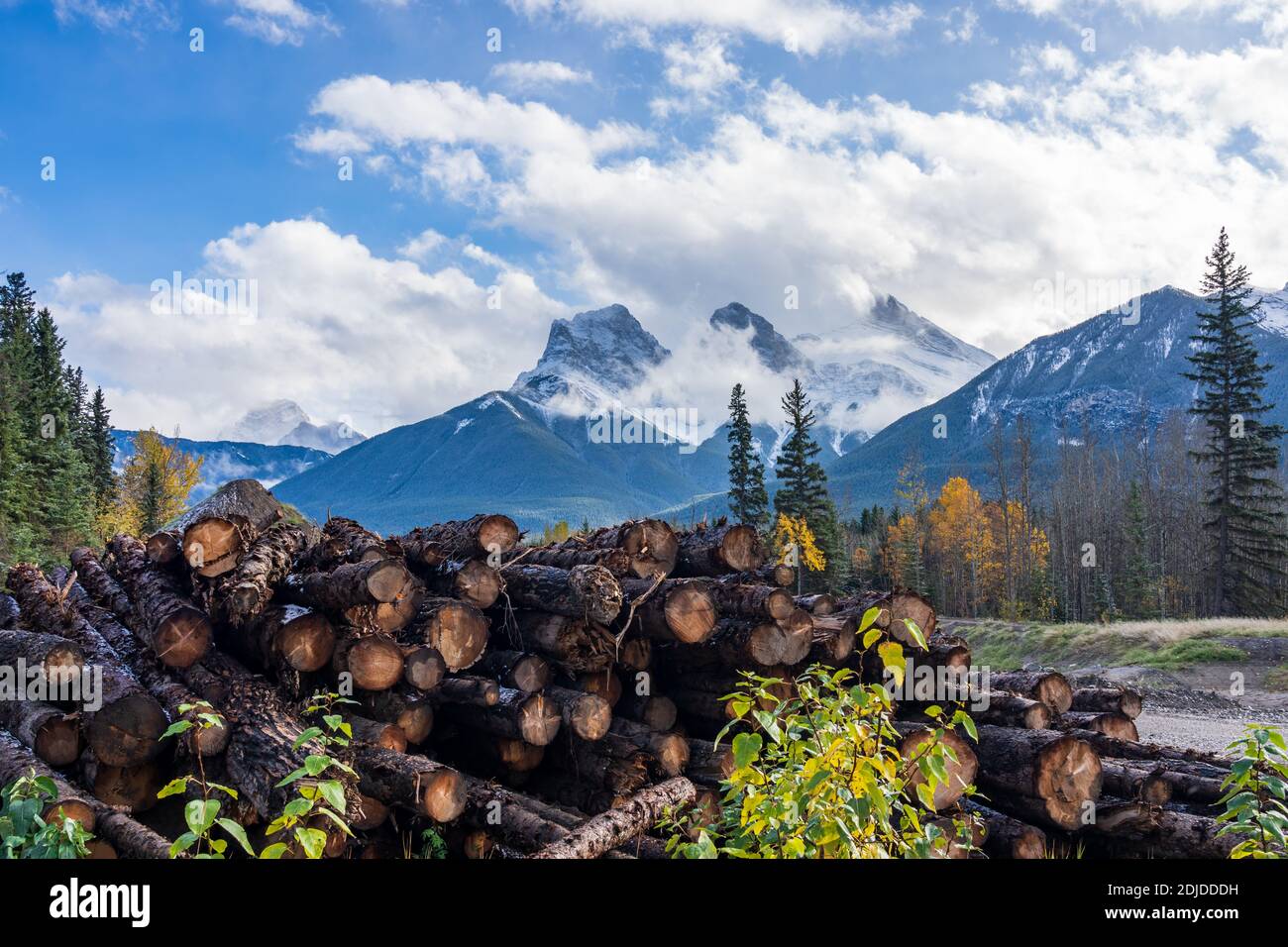 Log stacks along the forest at sunny day. Lumber yard wood stack timber