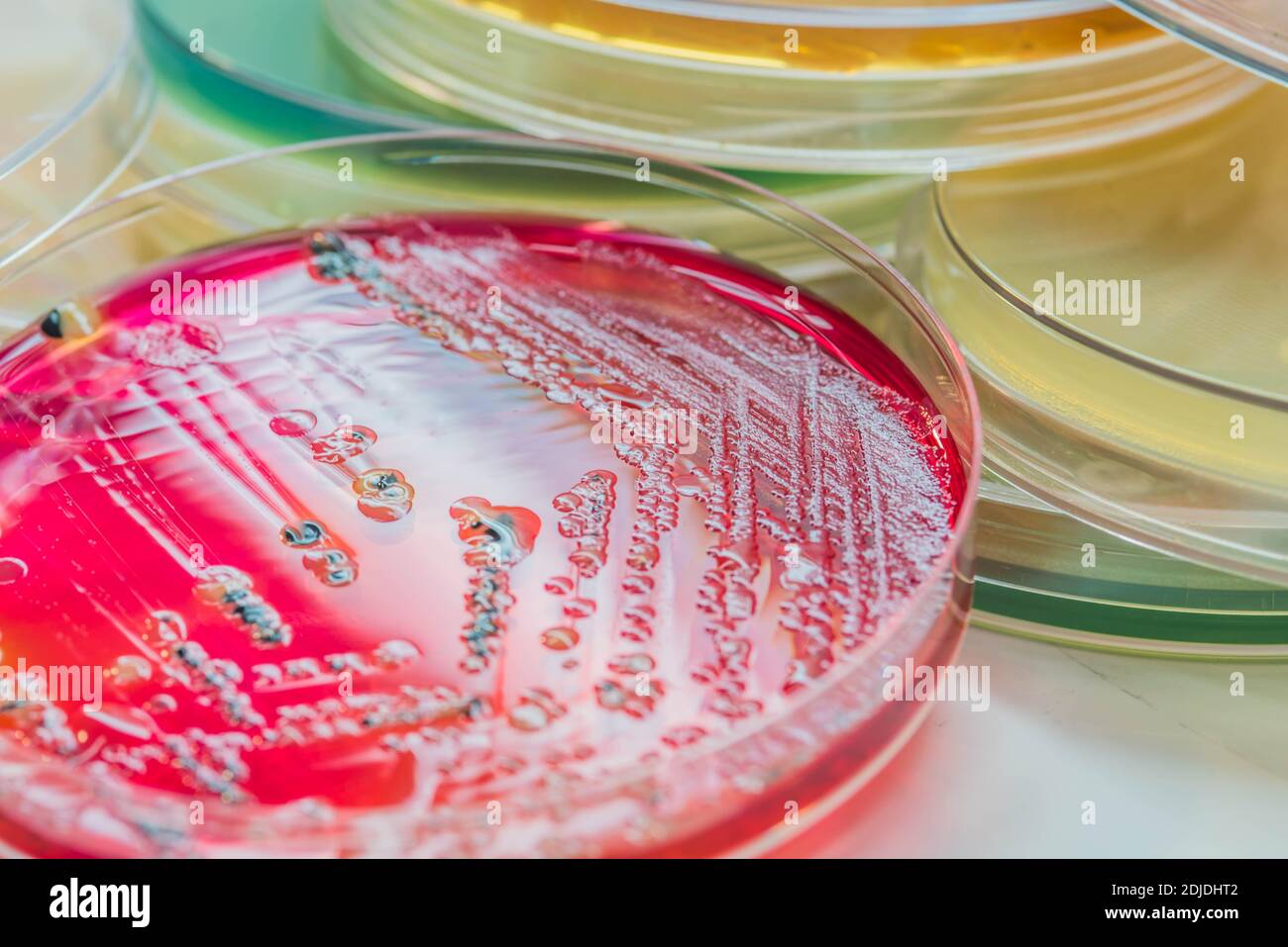 Bacterial Culture Plates High Resolution Stock Photography and Images