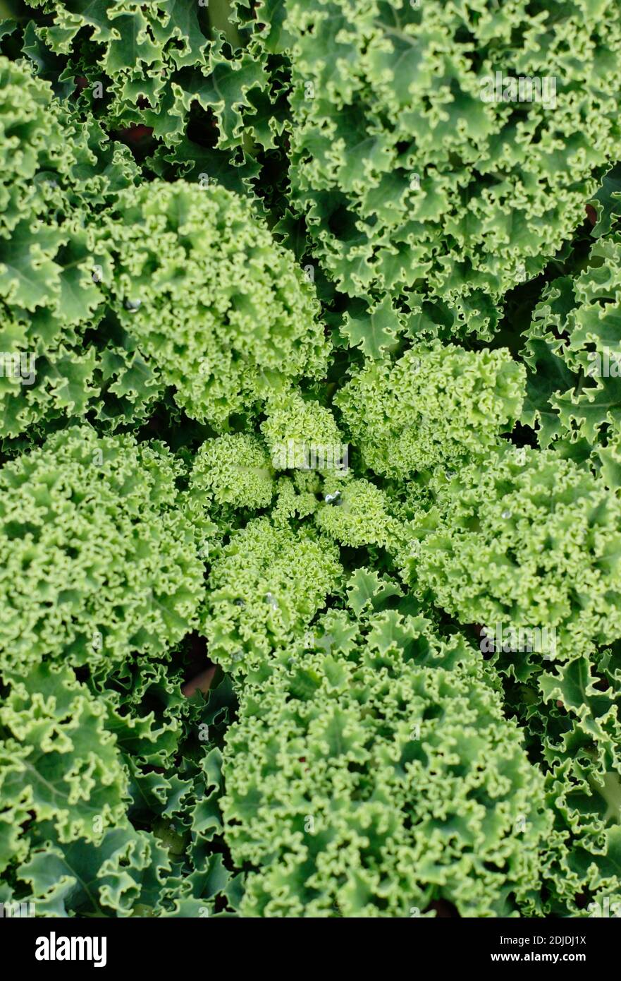 Homegrown curly kale plant growing in a small vegetable plot in a domestic garden. UK. Brassica oleracea Acephala group Stock Photo