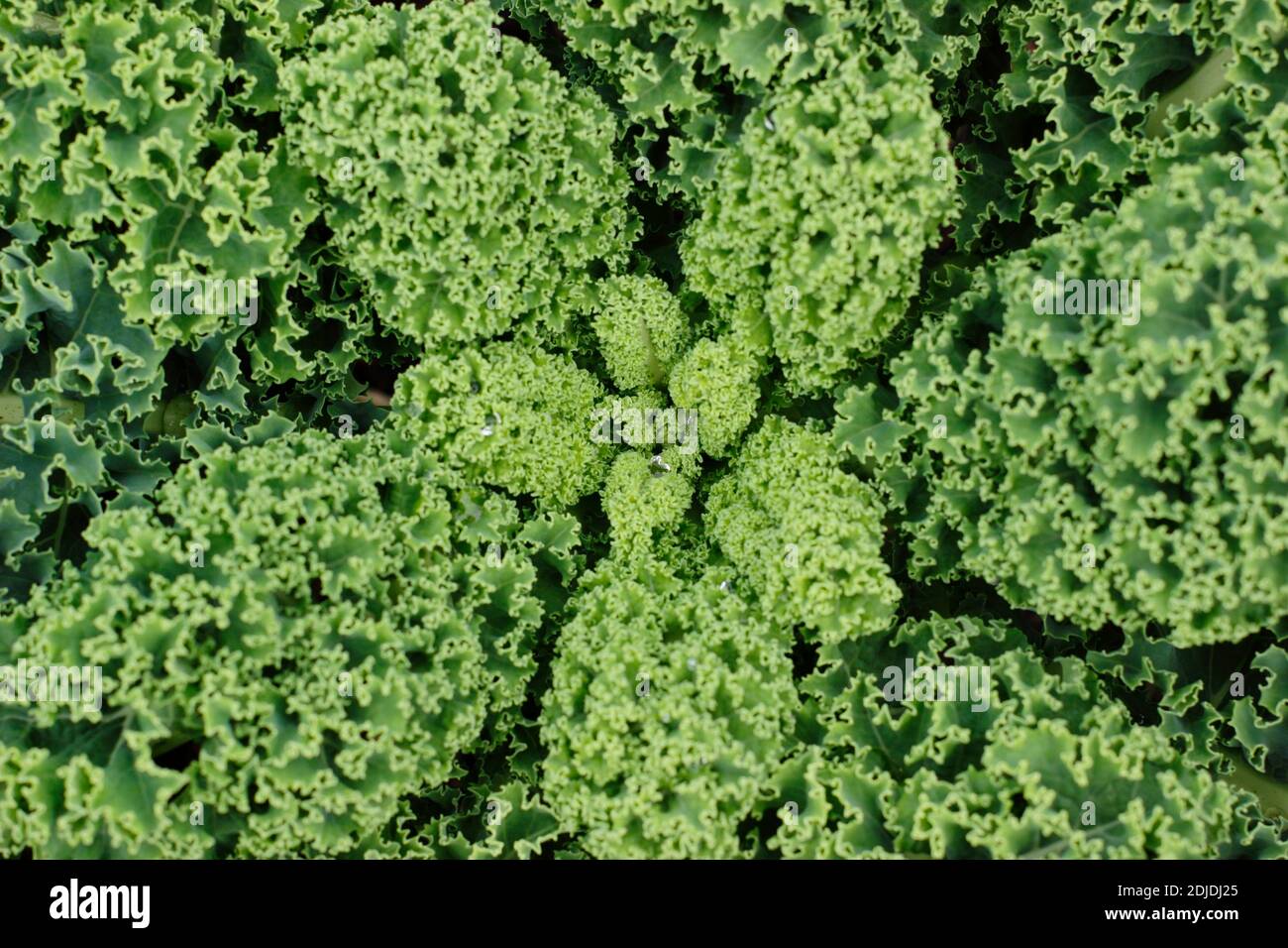 Homegrown curly kale plant growing in a small vegetable plot in a domestic garden. UK. Brassica oleracea Acephala group Stock Photo