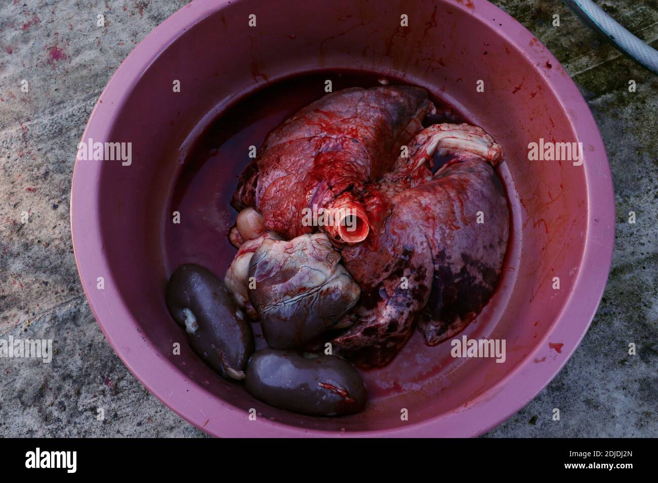 Pig's internal organs Stock Photo