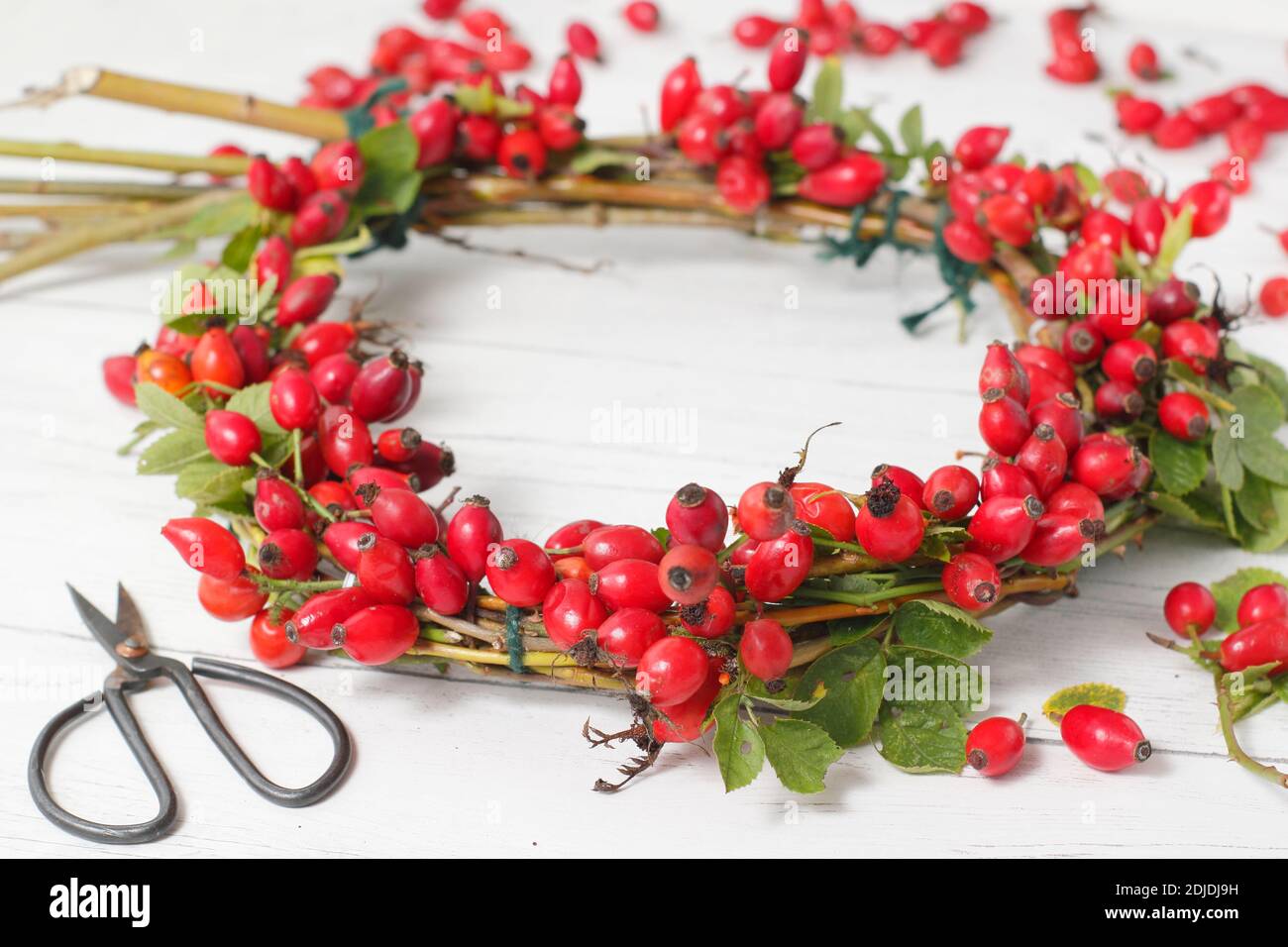 Making a seasonal wreath with foraged rosehips and willow frame for autumn decoration. UK Stock Photo