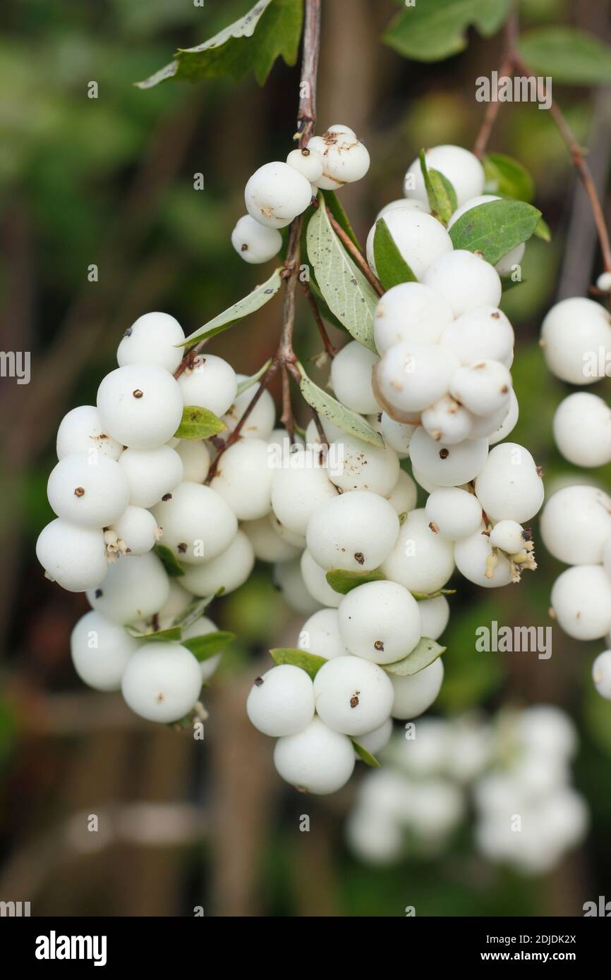 Symphoricarpos albus. Common snowberry shrub displaying clusters of whiter berries in late autumn. UK Stock Photo