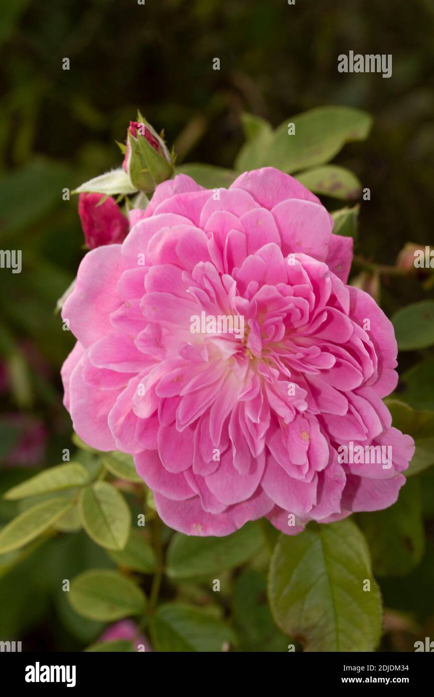 Harlow Carr Rose High Resolution Stock Photography and Images - Alamy