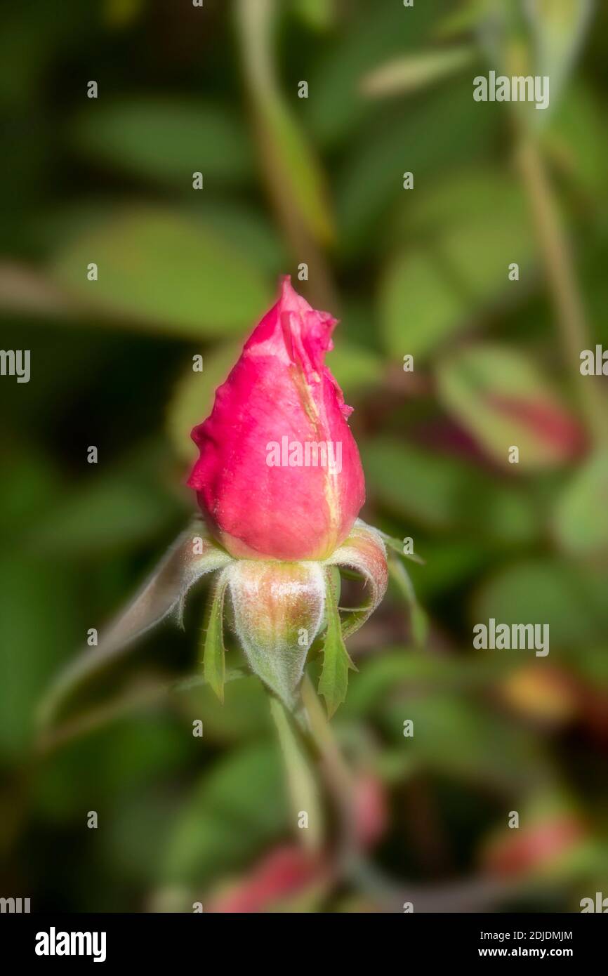 Rosa ‘The Mayflower’ in bloom, natural flower/plant portrait Stock