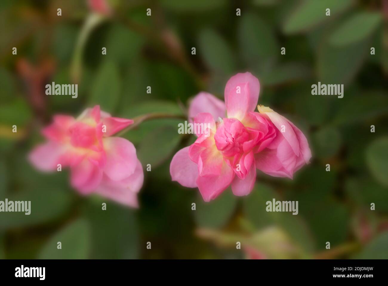 Rosa ‘The Mayflower’ in bloom, natural flower/plant portrait Stock