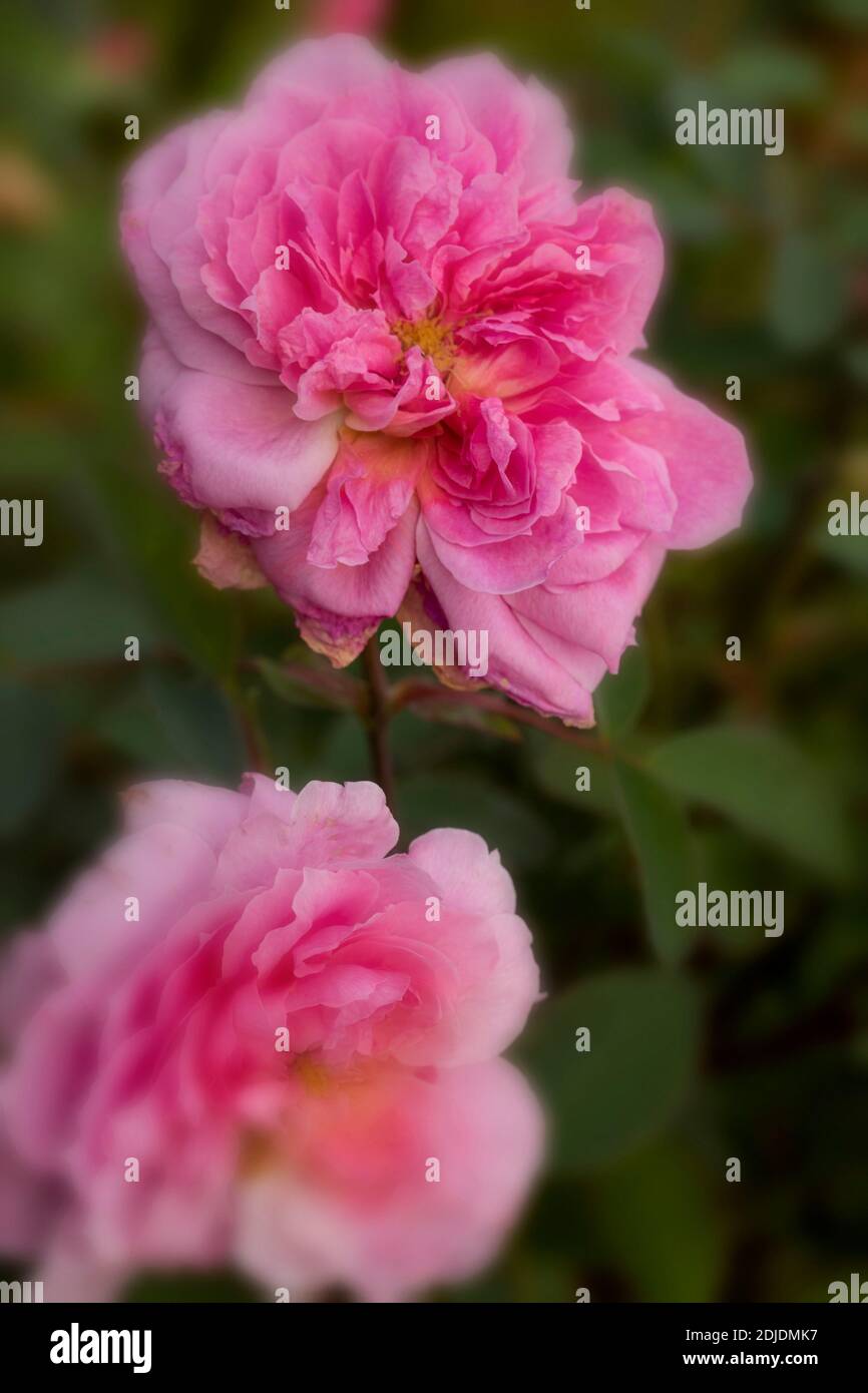 Rosa ‘The Mayflower’ in bloom, natural flower/plant portrait Stock Photo