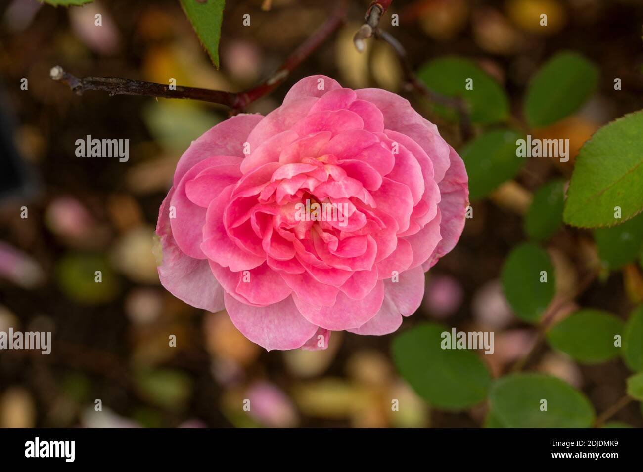 Rosa ‘The Mayflower’ in bloom, natural flower/plant portrait Stock