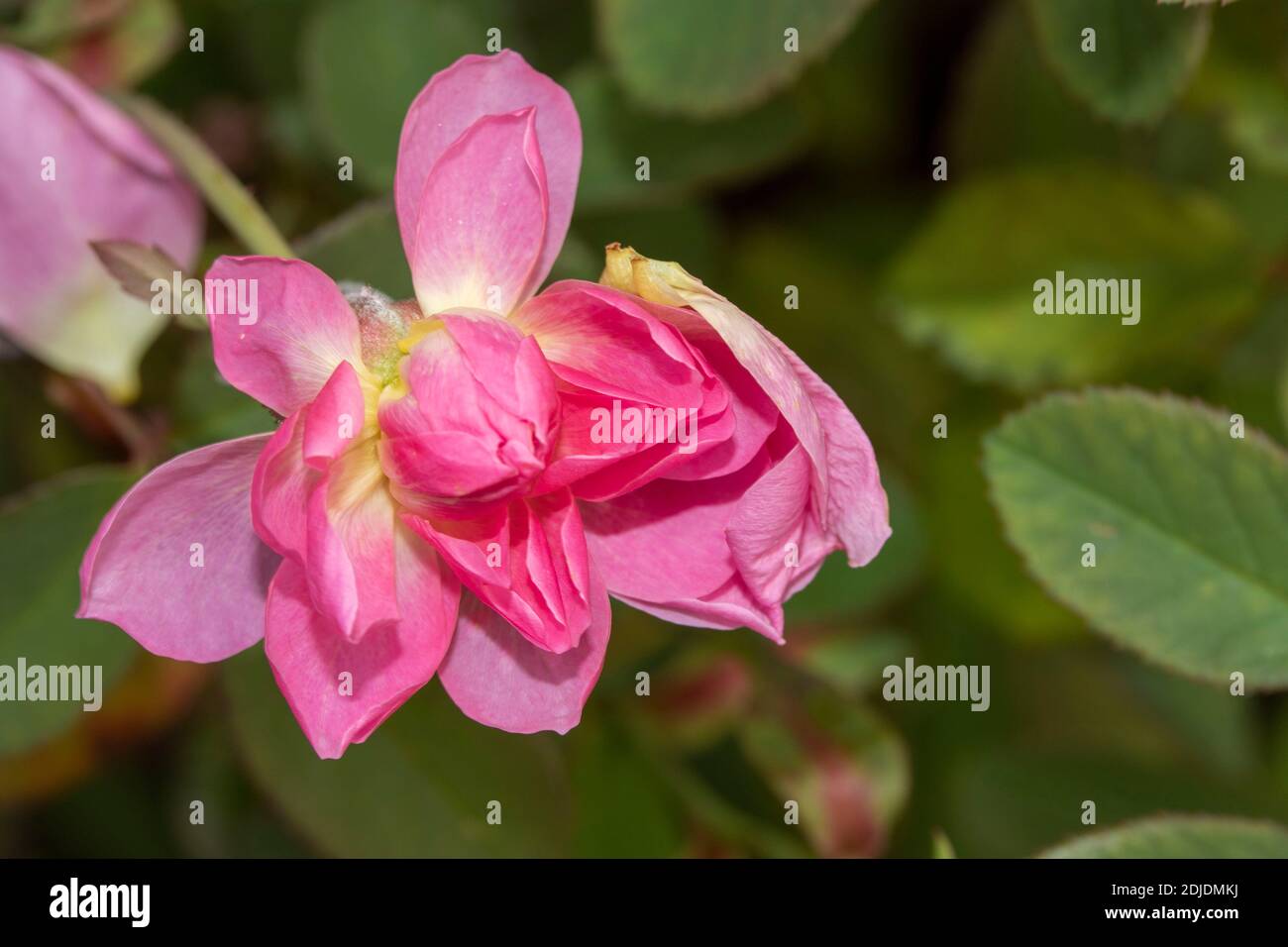 Rosa ‘The Mayflower’ in bloom, natural flower/plant portrait Stock Photo