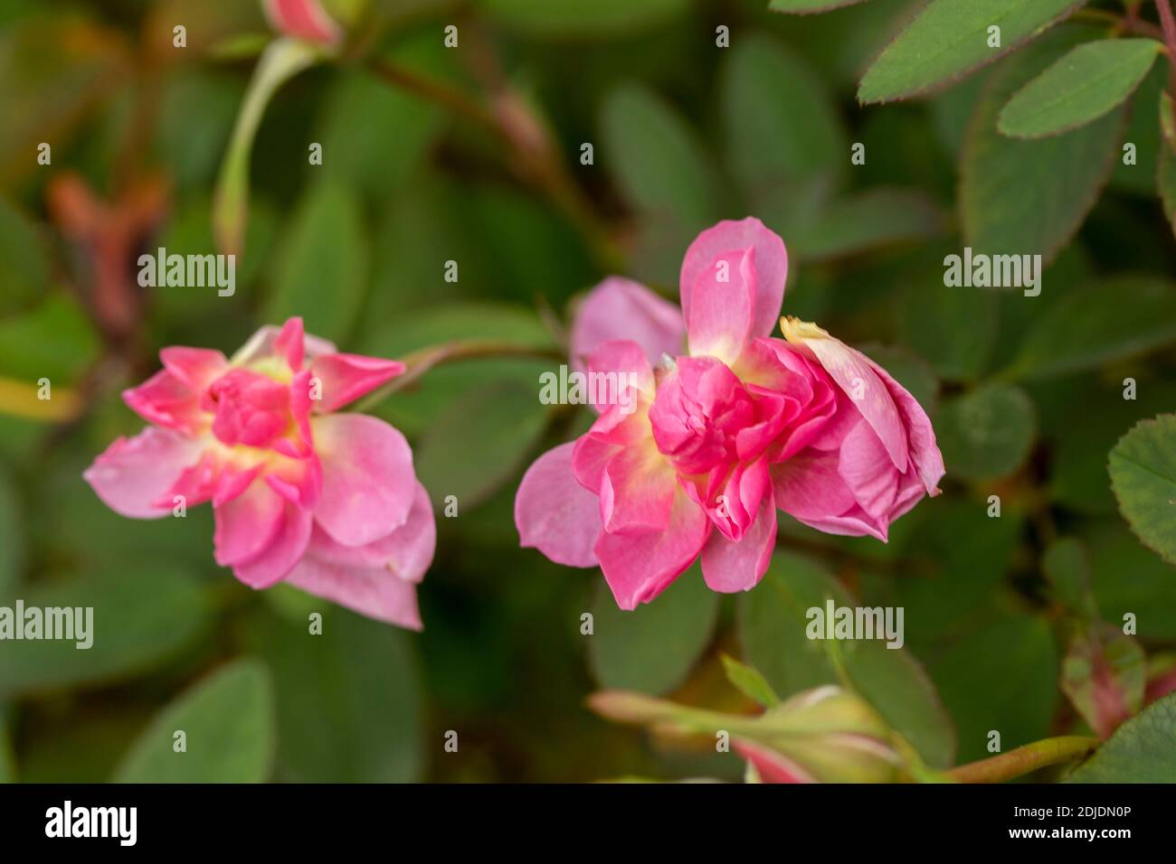Rosa ‘The Mayflower’ in bloom, natural flower/plant portrait Stock